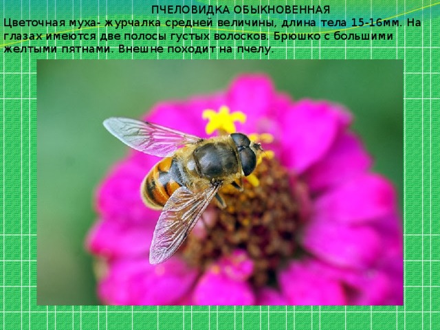  ПЧЕЛОВИДКА ОБЫКНОВЕННАЯ Цветочная муха- журчалка средней величины, длина тела 15-16мм. На глазах имеются две полосы густых волосков. Брюшко с большими желтыми пятнами. Внешне походит на пчелу. 