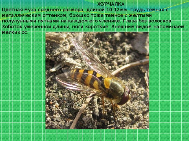  ЖУРЧАЛКА Цветная муха среднего размера, длиной 10-12мм. Грудь темная с металлическим оттенком, брюшко тоже темное с желтыми полулунными пятнами на каждом его членике. Глаза без волосков. Хоботок умеренной длины, ноги короткие. Внешним видом напоминаем мелких ос. 
