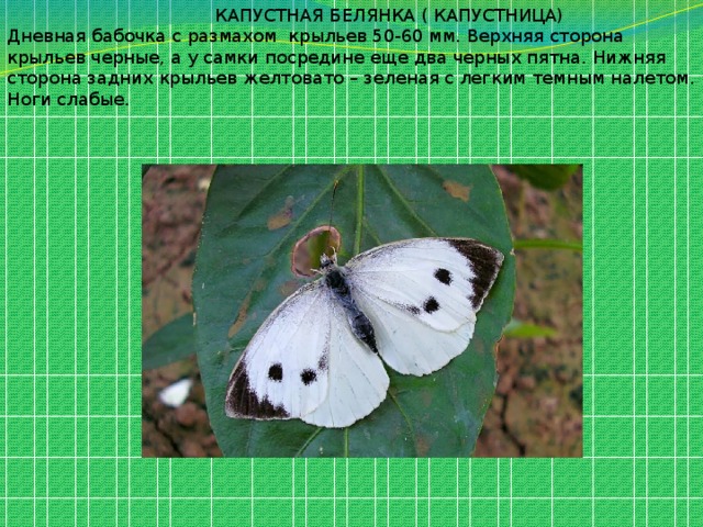  КАПУСТНАЯ БЕЛЯНКА ( КАПУСТНИЦА) Дневная бабочка с размахом крыльев 50-60 мм. Верхняя сторона крыльев черные, а у самки посредине еще два черных пятна. Нижняя сторона задних крыльев желтовато – зеленая с легким темным налетом. Ноги слабые. 