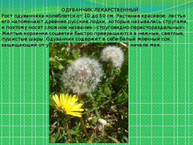 ОДУВАНЧИК ЛЕКАРСТВЕННЫЙ Рост одуванчика колеблется от 10 до 50 см. Растение красивое: листья его напоминают древние русские лодки, которые назывались стругами, и поэтому носят сложное название «струговидно-перистораздельных». Желтые корзинки соцветий быстро превращаются в нежные, светлые, пушистые шары. Одуванчик содержит в себе белый млечный сок, защищающий от улиток. Цветет с конца апреля - начала мая. 