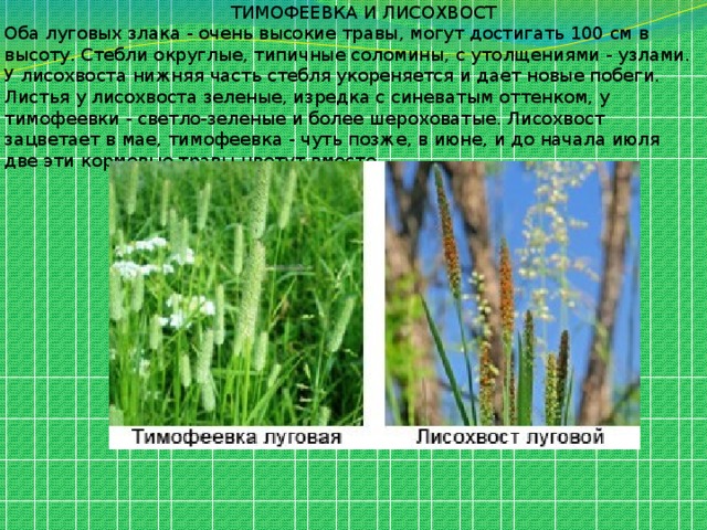  ТИМОФЕЕВКА И ЛИСОХВОСТ Оба луговых злака - очень высокие травы, могут достигать 100 см в высоту. Стебли округлые, типичные соломины, с утолщениями - узлами. У лисохвоста нижняя часть стебля укореняется и дает новые побеги. Листья у лисохвоста зеленые, изредка с синеватым оттенком, у тимофеевки - светло-зеленые и более шероховатые. Лисохвост зацветает в мае, тимофеевка - чуть позже, в июне, и до начала июля две эти кормовые травы цветут вместе. 