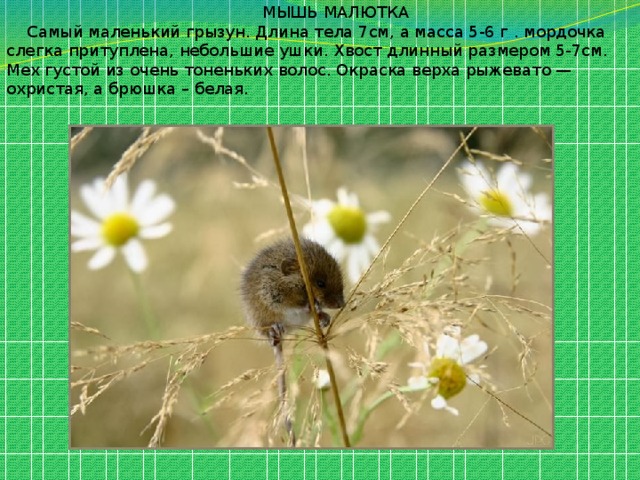  МЫШЬ МАЛЮТКА  Самый маленький грызун. Длина тела 7см, а масса 5-6 г . мордочка слегка притуплена, небольшие ушки. Хвост длинный размером 5-7см. Мех густой из очень тоненьких волос. Окраска верха рыжевато — охристая, а брюшка – белая. 