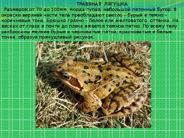 ТРАВЯНАЯ ЛЯГУШКА  Размером от 70 до 100мм, морда тупая, небольшой пяточный бугор. В окраске верхней части тела преобладают светло – бурый и темно – коричневые тона. Брюшко грязно – белое или желтоватого оттенка. На висках от глаза и почти до плеча имеется темное пятно. По всему телу разбросаны мелкие бурые и черноватые пятна, красноватые и белые точки, образуя причудливый рисунок. 