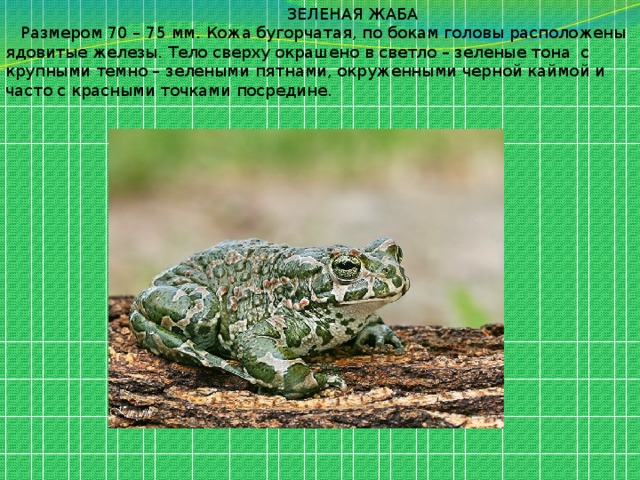  ЗЕЛЕНАЯ ЖАБА  Размером 70 – 75 мм. Кожа бугорчатая, по бокам головы расположены ядовитые железы. Тело сверху окрашено в светло – зеленые тона с крупными темно – зелеными пятнами, окруженными черной каймой и часто с красными точками посредине. 