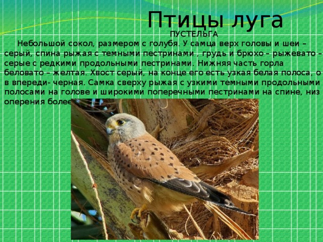  Птицы луга  ПУСТЕЛЬГА  Небольшой сокол, размером с голубя. У самца верх головы и шеи – серый, спина рыжая с темными пестринами , грудь и брюхо – рыжевато – серые с редкими продольными пестринами. Нижняя часть горла беловато – желтая. Хвост серый, на конце его есть узкая белая полоса, о в впереди- черная. Самка сверху рыжая с узкими темными продольными полосами на голове и широкими поперечными пестринами на спине, низ оперения более светлый. 