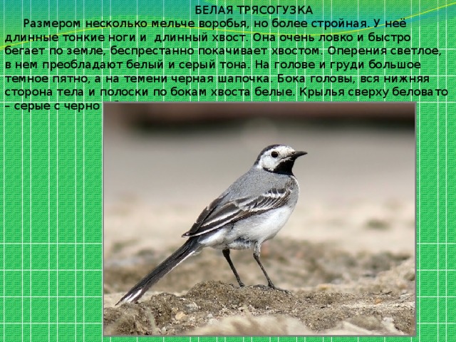  БЕЛАЯ ТРЯСОГУЗКА  Размером несколько мельче воробья, но более стройная. У неё длинные тонкие ноги и длинный хвост. Она очень ловко и быстро бегает по земле, беспрестанно покачивает хвостом. Оперения светлое, в нем преобладают белый и серый тона. На голове и груди большое темное пятно, а на темени черная шапочка. Бока головы, вся нижняя сторона тела и полоски по бокам хвоста белые. Крылья сверху беловато – серые с черно – бурыми поперечными полосами. 