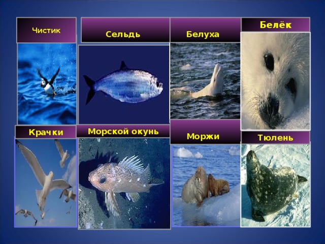Чистик Белёк Сельдь  Белуха  Моржи  Морской окунь Крачки Тюлень 