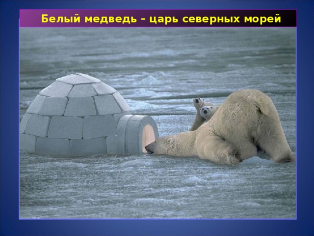  Белый медведь – царь северных морей 