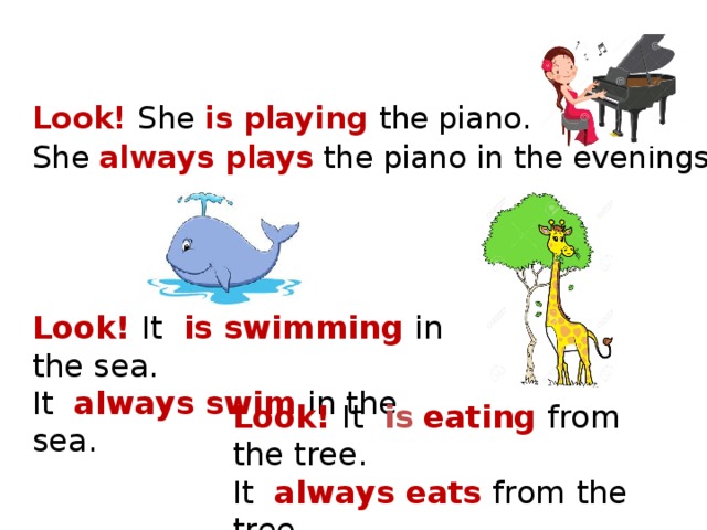 Look! She is playing the piano.  She always  plays the piano in the evenings . Look! It is swimming in the sea.  It always swim in the sea. Look! It is  eating from the tree.  It always eats from the tree. 