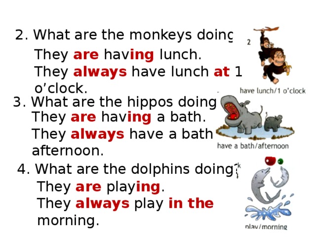 2. What are the monkeys doing? They are hav ing lunch.  They always have  lunch at 1 o’clock. 3. What are the hippos doing? They are hav ing a bath.  They always have  a bath in the  afternoon. 4. What are the dolphins doing? They are play ing .  They always play in the morning. 