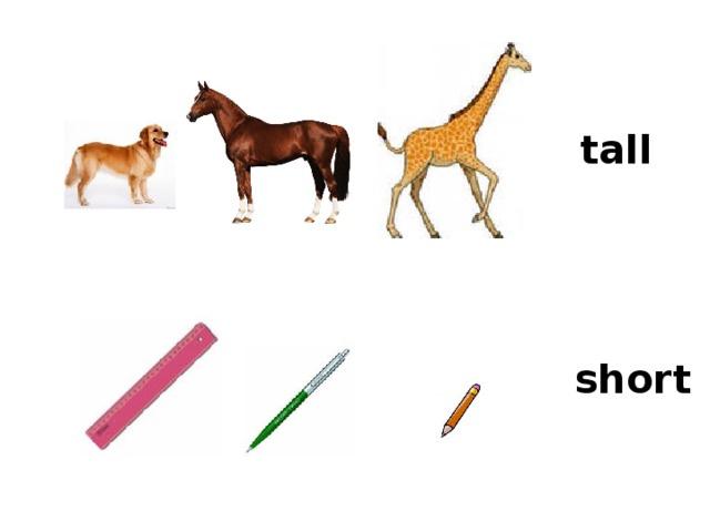 tall short 
