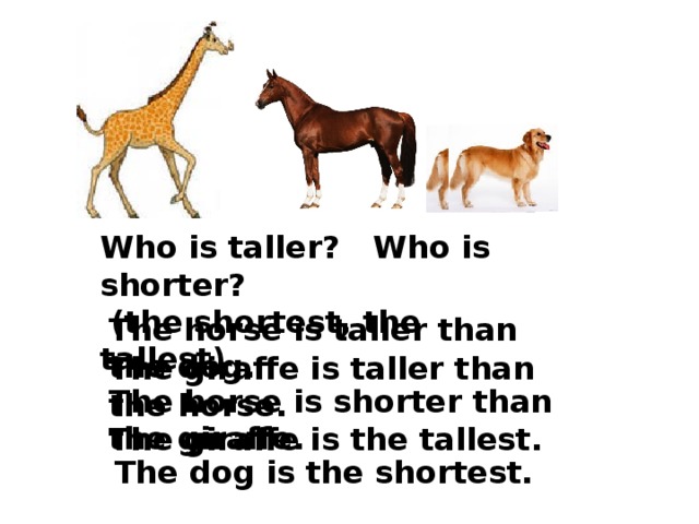 Who is taller? Who is shorter?  (the shortest, the tallest) The horse is taller than the dog. The giraffe is taller than the horse. The horse is shorter than the giraffe. The giraffe is the tallest. The dog is the shortest. 