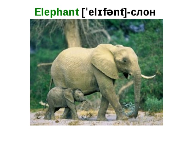 Elephant  [ˈelɪfənt]-слон   