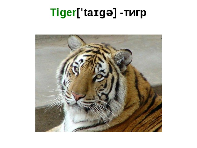 Tiger [ˈtaɪgə] -тигр   