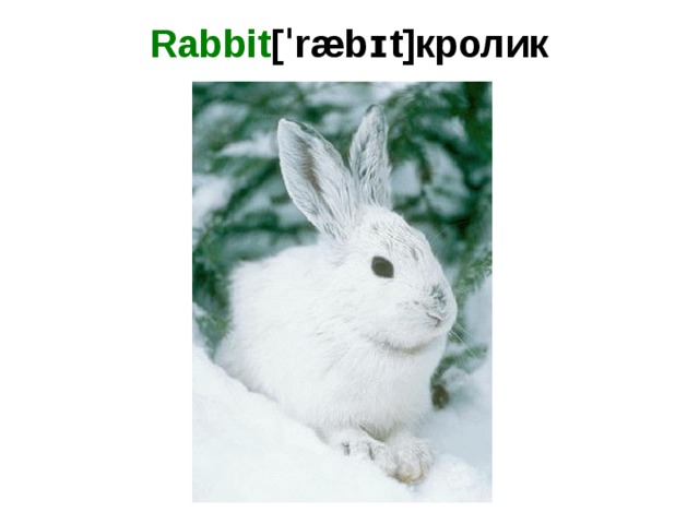 Rabbit [ˈræbɪt]кролик   