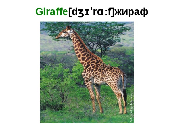 Giraffe [dʒɪˈrɑ:f]жираф   