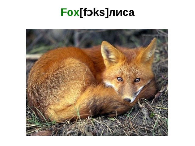 Fox [fɔks]лиса   