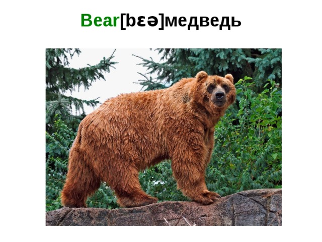 Bear [bɛə]медведь   