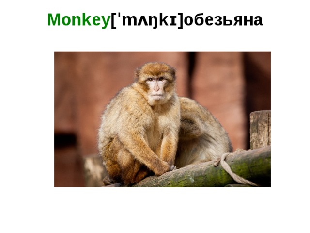 Monkey [ˈmʌŋkɪ]обезьяна   