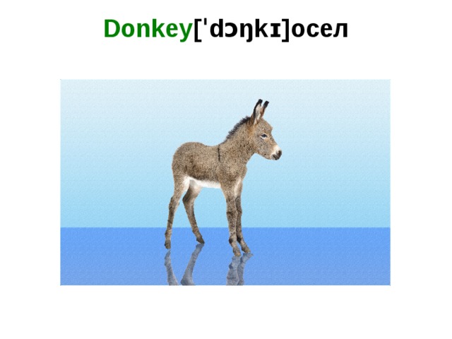 Donkey [ˈdɔŋkɪ]осел   