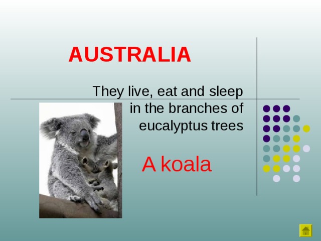 AUSTRALIA They live, eat and sleep in the branches of eucalyptus trees A koala 