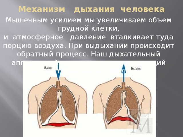 Механизм дыхания человека Мышечным усилием мы увеличиваем объем грудной клетки, и  атмосферное   давление  вталкивает туда порцию воздуха. При выдыхании происходит обратный процесс. Наш дыхательный аппарат действует то как разрежающий насос, то как нагнетательный. 