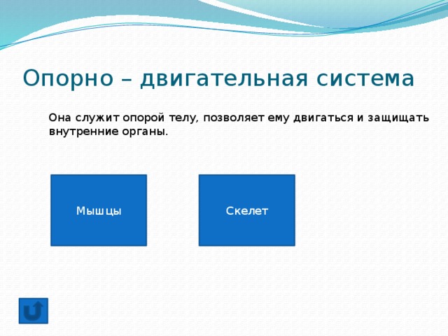 Опорно – двигательная система Она служит опорой телу, позволяет ему двигаться и защищать внутренние органы. Мышцы Скелет 