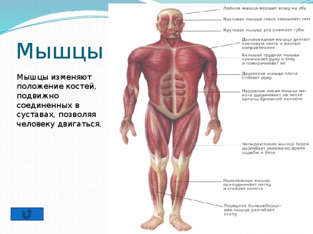 Мышцы Мышцы изменяют положение костей, подвижно соединенных в суставах, позволяя человеку двигаться. 
