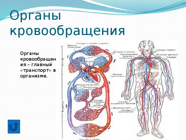 Органы кровообращения Органы кровообращения – главный «транспорт» в организме. 