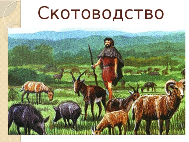 Скотоводство 