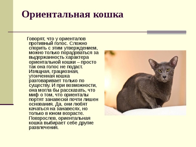 Ориентальная кошка    Говорят, что у ориенталов противный голос. Сложно спорить с этим утверждением, можно только порадоваться за выдержанность характера ориентальной кошки – просто так она голос не подаст. Изящная, грациозная, утонченная кошка разговаривает только по существу. И при возможности, она могла бы рассказать, что миф о том, что ориенталы портят занавески почти лишен основания. Да, они любят качаться на занавесях, но только в юном возрасте. Повзрослев, ориентальная кошка выбирает себе другие развлечения. 