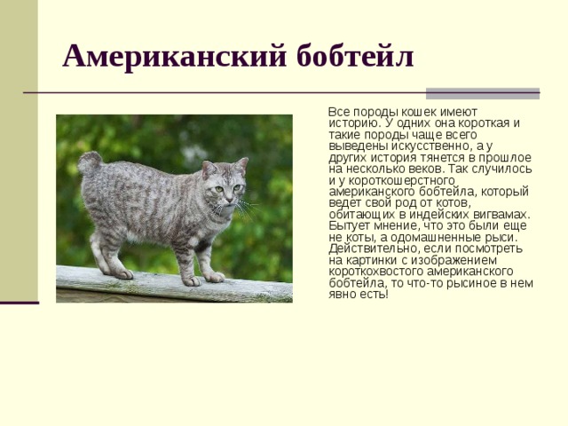 Американский бобтейл   Все породы кошек имеют историю. У одних она короткая и такие породы чаще всего выведены искусственно, а у других история тянется в прошлое на несколько веков. Так случилось и у короткошерстного американского бобтейла, который ведет свой род от котов, обитающих в индейских вигвамах. Бытует мнение, что это были еще не коты, а одомашненные рыси. Действительно, если посмотреть на картинки с изображением короткохвостого американского бобтейла, то что-то рысиное в нем явно есть! 
