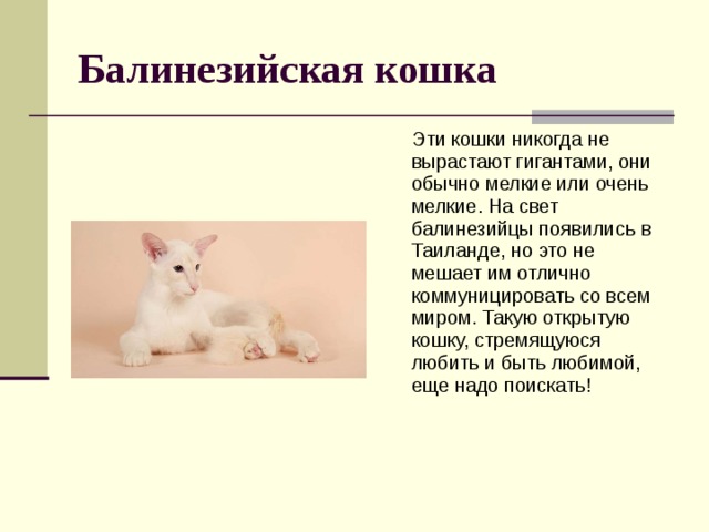 Балинезийская кошка  Эти кошки никогда не вырастают гигантами, они обычно мелкие или очень мелкие. На свет балинезийцы появились в Таиланде, но это не мешает им отлично коммуницировать со всем миром. Такую открытую кошку, стремящуюся любить и быть любимой, еще надо поискать! 