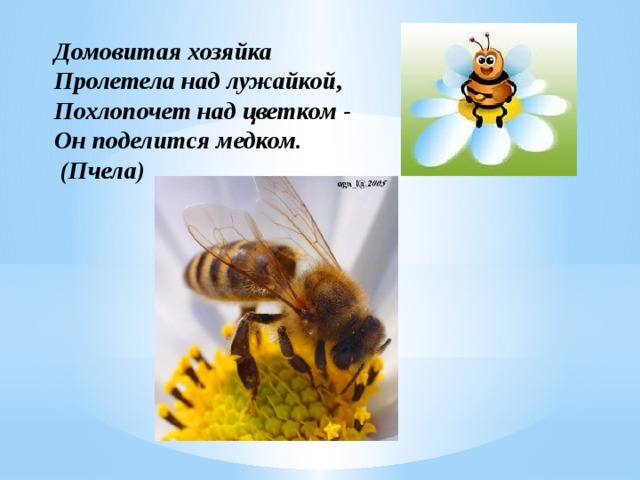 Домовитая хозяйка Пролетела над лужайкой, Похлопочет над цветком - Он поделится медком.  (Пчела)