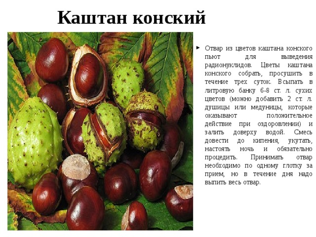  Каштан конский Отвар из цветов каштана конского пьют для выведения радионуклидов. Цветы каштана конского собрать, просушить в течение трех суток. Всыпать в литровую банку 6-8 ст. л. сухих цветов (можно добавить 2 ст. л. душицы или медуницы, которые оказывают положительное действие при оздоровлении) и залить доверху водой. Смесь довести до кипения, укутать, настоять ночь и обязательно процедить. Принимать отвар необходимо по одному глотку за прием, но в течение дня надо выпить весь отвар.  