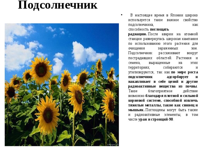 Подсолнечник    В настоящее время в Японии широко используется такое важное свойство подсолнечника, как способность  поглощать радиацию.  После аварии на атомной станции развернулась широкая кампания по использованию этого растения для очищения зараженных зон. Подсолнечник рассаживают вокруг пострадавших областей. Растения и семена, выращенные на этих территориях, собираются и утилизируются, так как  по мере роста подсолнечник адсорбирует и накапливает в себе цезий и другие радиоактивные вещества из почвы . Такое благоприятное действие возможно  благодаря плотной и сильной корневой системе, способной извлечь тяжелые металлы, такие как свинец и мышьяк.  Поглощены могут быть также и радиоактивные элементы, в том числе  уран и стронций-90 .  