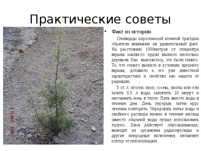 Практические советы Факт из истории  Очевидцы хиросимской атомной трагедии обратили внимание на удивительный факт. На расстоянии 1000метров от эпицентра взрыва каким-то чудом выжило несколько деревьев. Как выяснилось, это были гинкго. То, что гинкго выжило в условиях ядерного взрыва, добавило к его уже известной характеристике и свойство как защита от радиации.  5 ст. л. иголок хвои, сосны, пихты или ели залить 0,5 л воды, кипятить 10 минут и настаивать ночь в тепле. Пить вместо воды в течение дня. День перерыв, затем курс лечения повторить. Чередовать питье воды и хвойного раствора можно в течение месяца (вместо обычной воды лучше использовать талую). Хвоя действует обволакивающе, выводит из организма радионуклиды и другие инородные включения, избавляет клетку от интоксикации . 