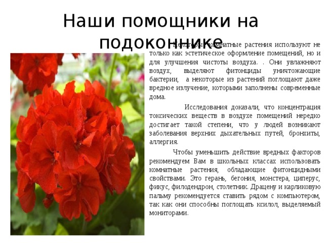 Наши помощники на подоконнике  Некоторые комнатные растения используют не только как эстетическое оформление помещений, но и для улучшения чистоты воздуха. . Они увлажняют воздух, выделяют фитонциды уничтожающие бактерии, а некоторые из растений поглощают даже вредное излучение, которыми заполнены современные дома.  Исследования доказали, что концентрация токсических веществ в воздухе помещений нередко достигает такой степени, что у людей возникают заболевания верхних дыхательных путей, бронхиты, аллергия.  Чтобы уменьшить действие вредных факторов рекомендуем Вам в школьных классах использовать комнатные растения, обладающие фитонцидными свойствами. Это герань, бегония, монстера, циперус, фикус, филодендрон, столетник. Драцену и карликовую пальму рекомендуется ставить рядом с компьютером, так как они способны поглощать ксилол, выделяемый мониторами. 