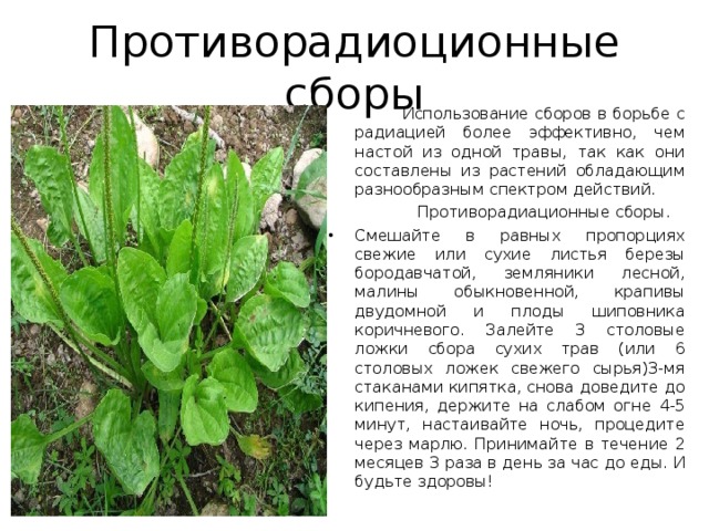 Противорадиоционные сборы  Использование сборов в борьбе с радиацией более эффективно, чем настой из одной травы, так как они составлены из растений обладающим разнообразным спектром действий.  Противорадиационные сборы. Смешайте в равных пропорциях свежие или сухие листья березы бородавчатой, земляники лесной, малины обыкновенной, крапивы двудомной и плоды шиповника коричневого. Залейте 3 столовые ложки сбора сухих трав (или 6 столовых ложек свежего сырья)3-мя стаканами кипятка, снова доведите до кипения, держите на слабом огне 4-5 минут, настаивайте ночь, процедите через марлю. Принимайте в течение 2 месяцев 3 раза в день за час до еды. И будьте здоровы! 