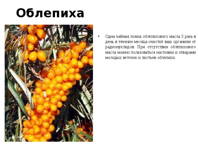 Облепиха Одна чайная ложка облепихового масла 3 раза в день в течение месяца очистит ваш организм от радионуклидов. При отсутствии облепихового масла можно пользоваться настоями и отварами молодых веточек и листьев облепихи.  