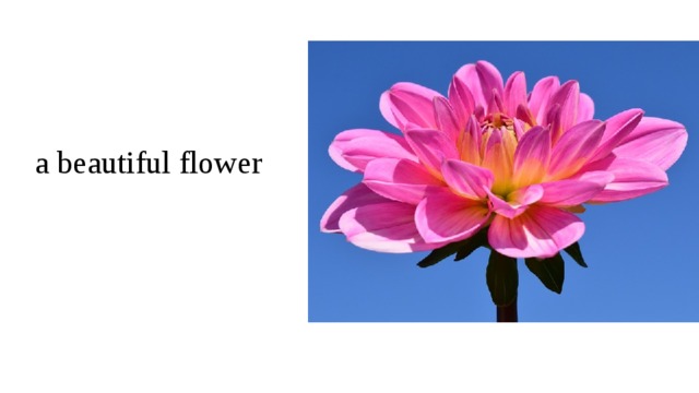 a beautiful flower 