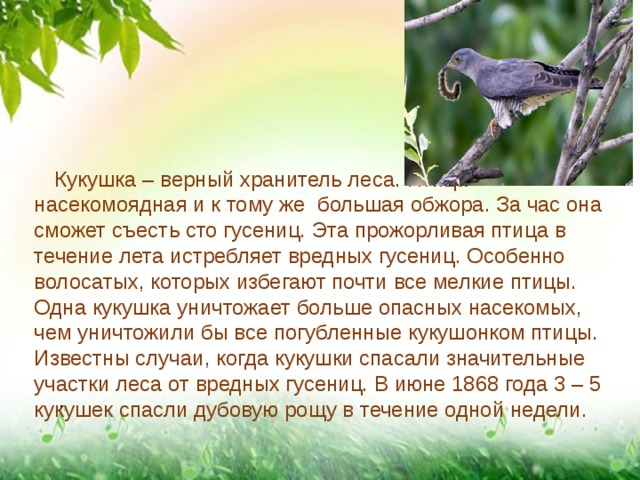  Кукушка – верный хранитель леса. Птица насекомоядная и к тому же большая обжора. За час она сможет съесть сто гусениц. Эта прожорливая птица в течение лета истребляет вредных гусениц. Особенно волосатых, которых избегают почти все мелкие птицы. Одна кукушка уничтожает больше опасных насекомых, чем уничтожили бы все погубленные кукушонком птицы. Известны случаи, когда кукушки спасали значительные участки леса от вредных гусениц. В июне 1868 года 3 – 5 кукушек спасли дубовую рощу в течение одной недели. . 