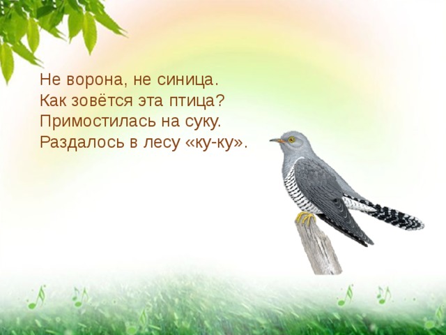 Не ворона, не синица. Как зовётся эта птица? Примостилась на суку. Раздалось в лесу «ку-ку». 