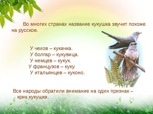 Во многих странах название кукушка звучит похоже  на русское.  У чехов – кукачка.  У болгар – кукувица.  У немцев – кукук.  У французов – куку.  У итальянцев – куконо.  Все народы обратили внимание на один признак –  крик кукушки . 