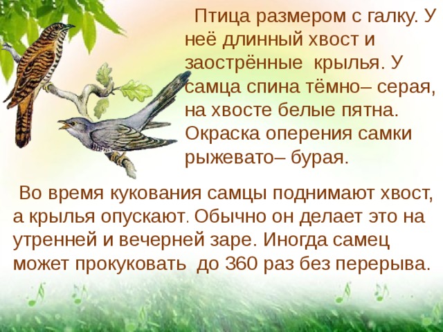  Птица размером с галку. У неё длинный хвост и заострённые крылья. У самца спина тёмно– серая, на хвосте белые пятна. Окраска оперения самки рыжевато– бурая.  Во время кукования самцы поднимают хвост, а крылья опускают . Обычно он делает это на утренней и вечерней заре. Иногда самец может прокуковать до 360 раз без перерыва. 