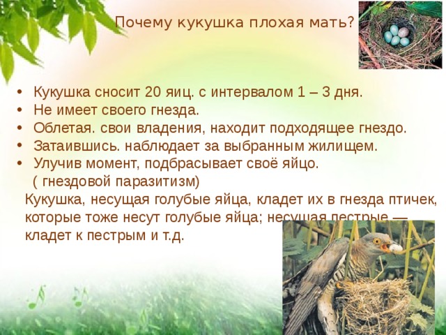 Почему кукушка плохая мать? Кукушка сносит 20 яиц. с интервалом 1 – 3 дня. Не имеет своего гнезда. Облетая. свои владения, находит подходящее гнездо. Затаившись. наблюдает за выбранным жилищем. Улучив момент, подбрасывает своё яйцо.  ( гнездовой паразитизм)  Кукушка, несущая голубые яйца, кладет их в гнезда птичек,  которые тоже несут голубые яйца; несущая пестрые —  кладет к пестрым и т.д. 