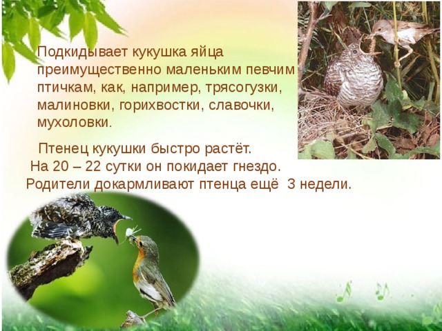 Подкидывает кукушка яйца преимущественно маленьким певчим птичкам, как, например, трясогузки, малиновки, горихвостки, славочки, мухоловки .  Птенец кукушки быстро растёт.  На 20 – 22 сутки он покидает гнездо. Родители докармливают птенца ещё 3 недели. 