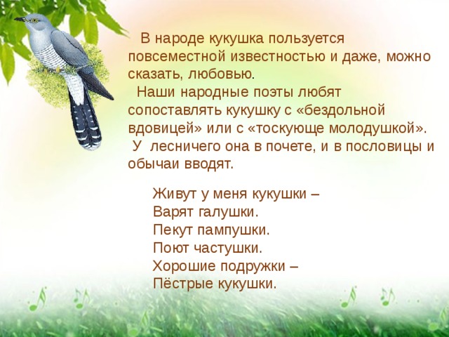  В народе кукушка пользуется повсеместной известностью и даже, можно сказать, любовью .  Наши народные поэты любят сопоставлять кукушку с «без­дольной вдовицей» или с «тоскующе молодушкой».  У  лесничего она в почете, и в пословицы и обычаи вводят. Живут у меня кукушки – Варят галушки. Пекут пампушки. Поют частушки. Хорошие подружки – Пёстрые кукушки. 