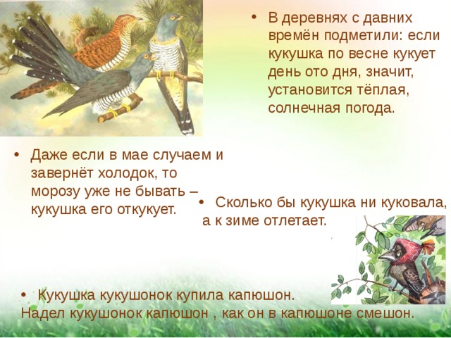 В деревнях с давних времён подметили: если кукушка по весне кукует день ото дня, значит, установится тёплая, солнечная погода. Даже если в мае случаем и завернёт холодок, то морозу уже не бывать – кукушка его откукует. Сколько бы кукушка ни куковала,  а к зиме отлетает. Кукушка кукушонок купила капюшон. Надел кукушонок капюшон , как он в капюшоне смешон. 