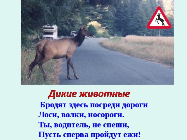     Бродят здесь посреди дороги Лоси, волки, носороги. Ты, водитель, не спеши, Пусть сперва пройдут ежи! 